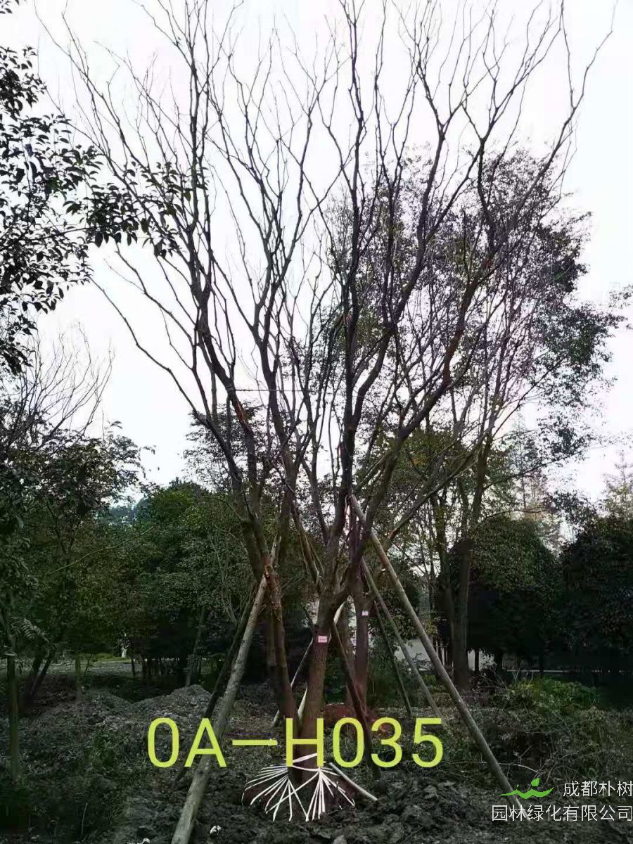 2020年50-94公分丛生黄连木最新价格详情