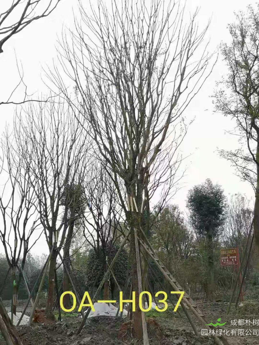 31-38公分精品黄连木最新价格-树形优美-价格实惠