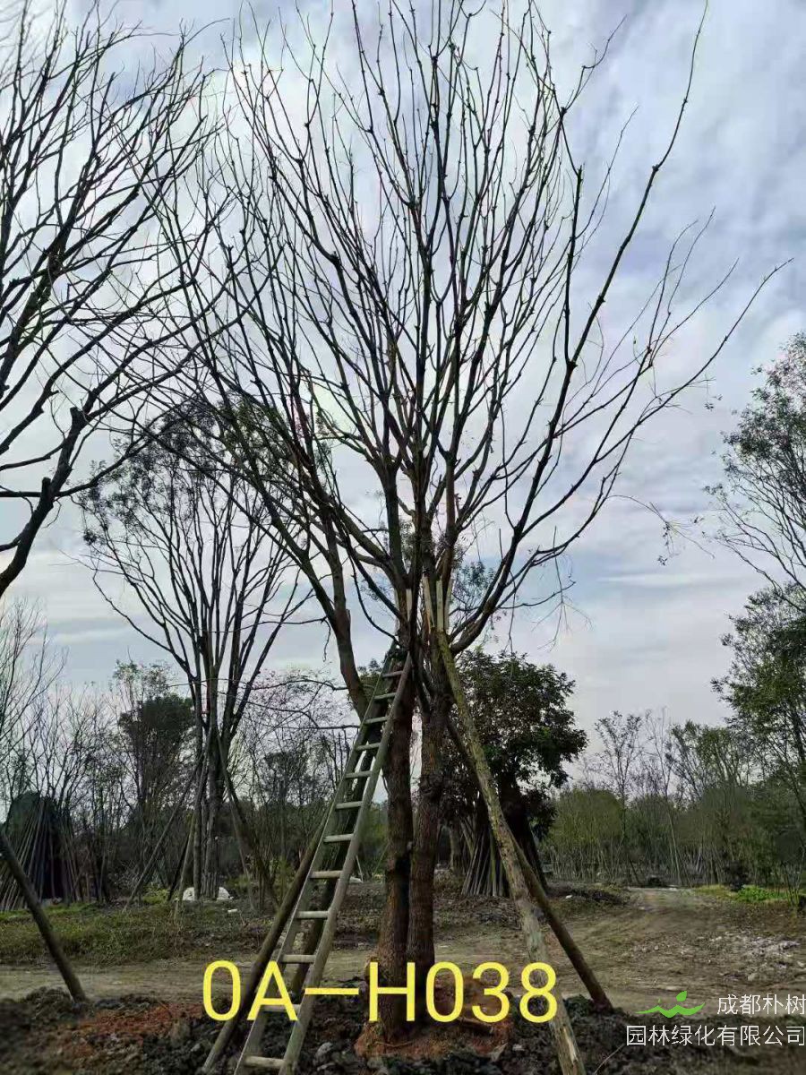 31-38公分精品黄连木最新价格-树形优美-价格实惠