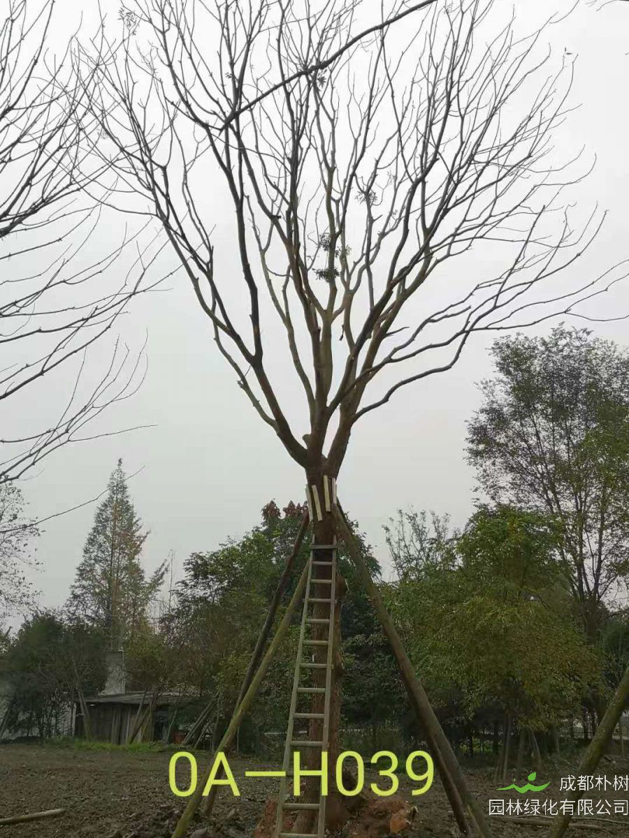 31-38公分精品黄连木最新价格-树形优美-价格实惠