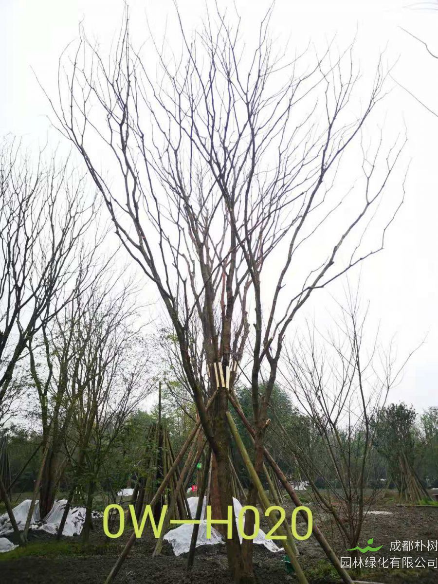 31-38公分精品黄连木最新价格-树形优美-价格实惠