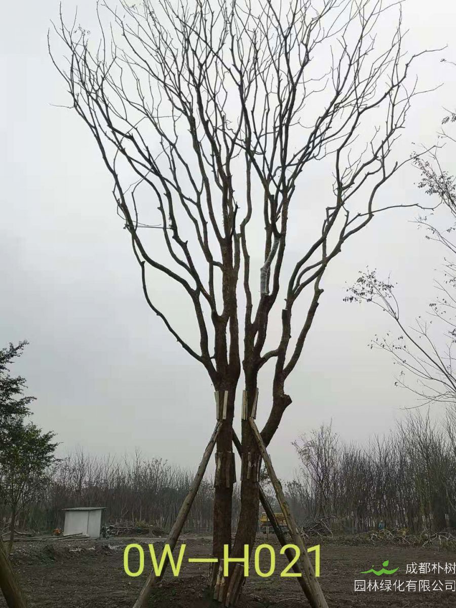 42-51公分的精品黄连木在2020年价格有没有变化？