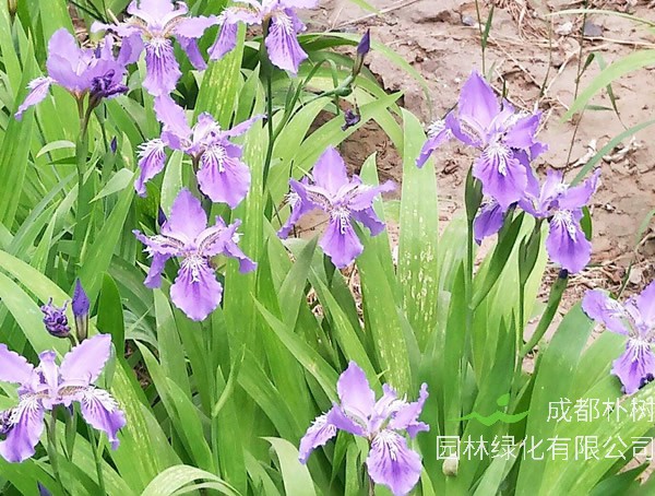 鸢尾兰和鸢尾花的区别有哪些？