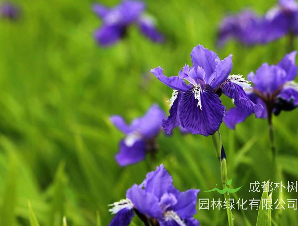 鸢尾兰的养殖方法和注意事项有哪些？