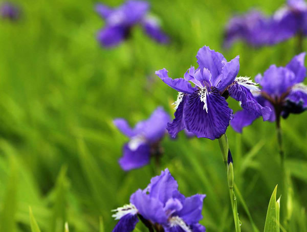 鸢尾兰的养殖方法和注意事项有哪些？