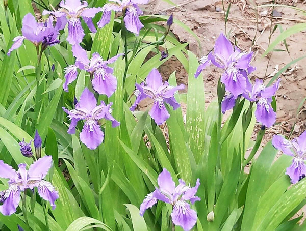 鸢尾兰和鸢尾花的区别有哪些？