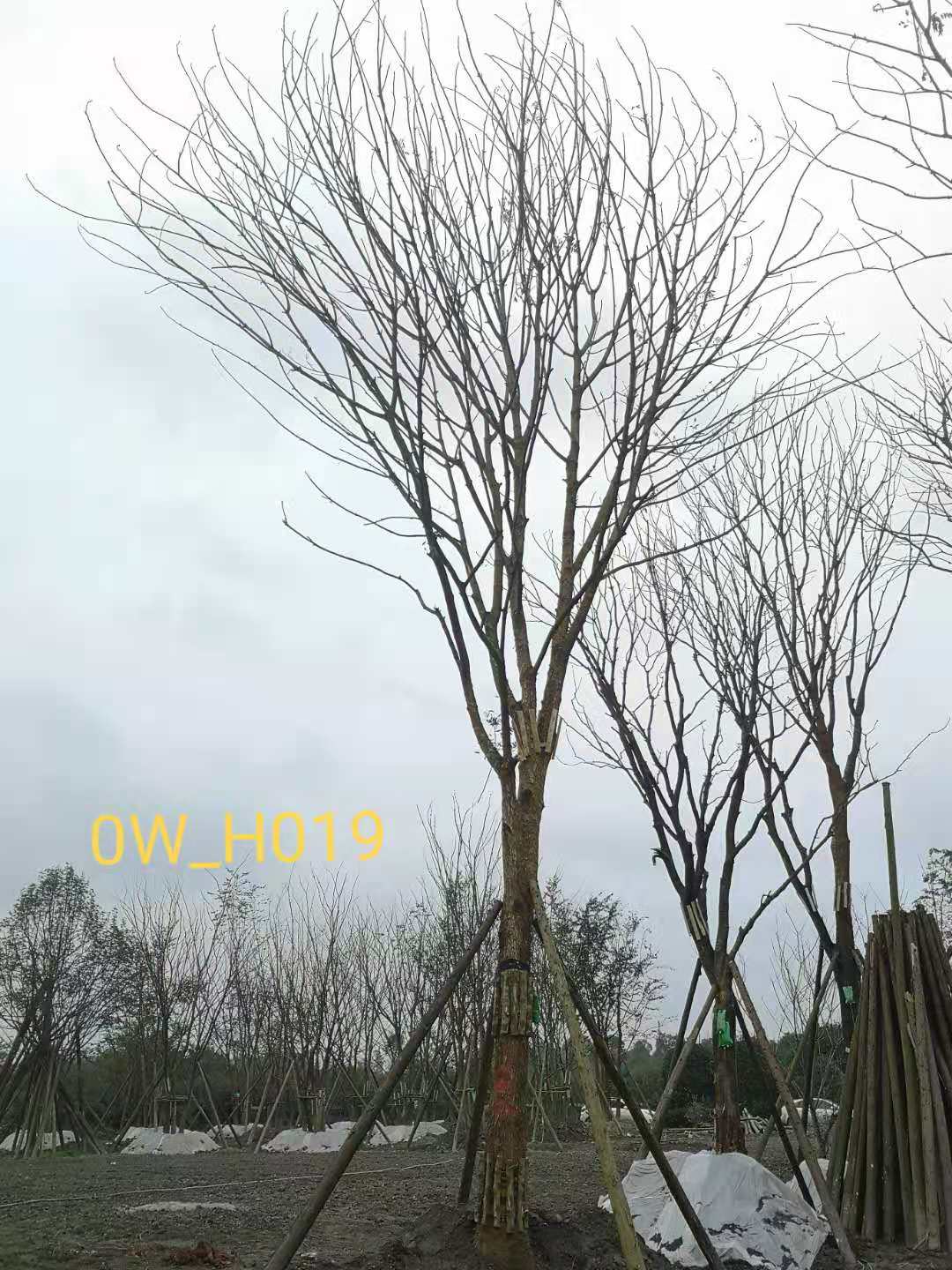 2020年22-30公分黄连木最新价格详情-最新价格趋势