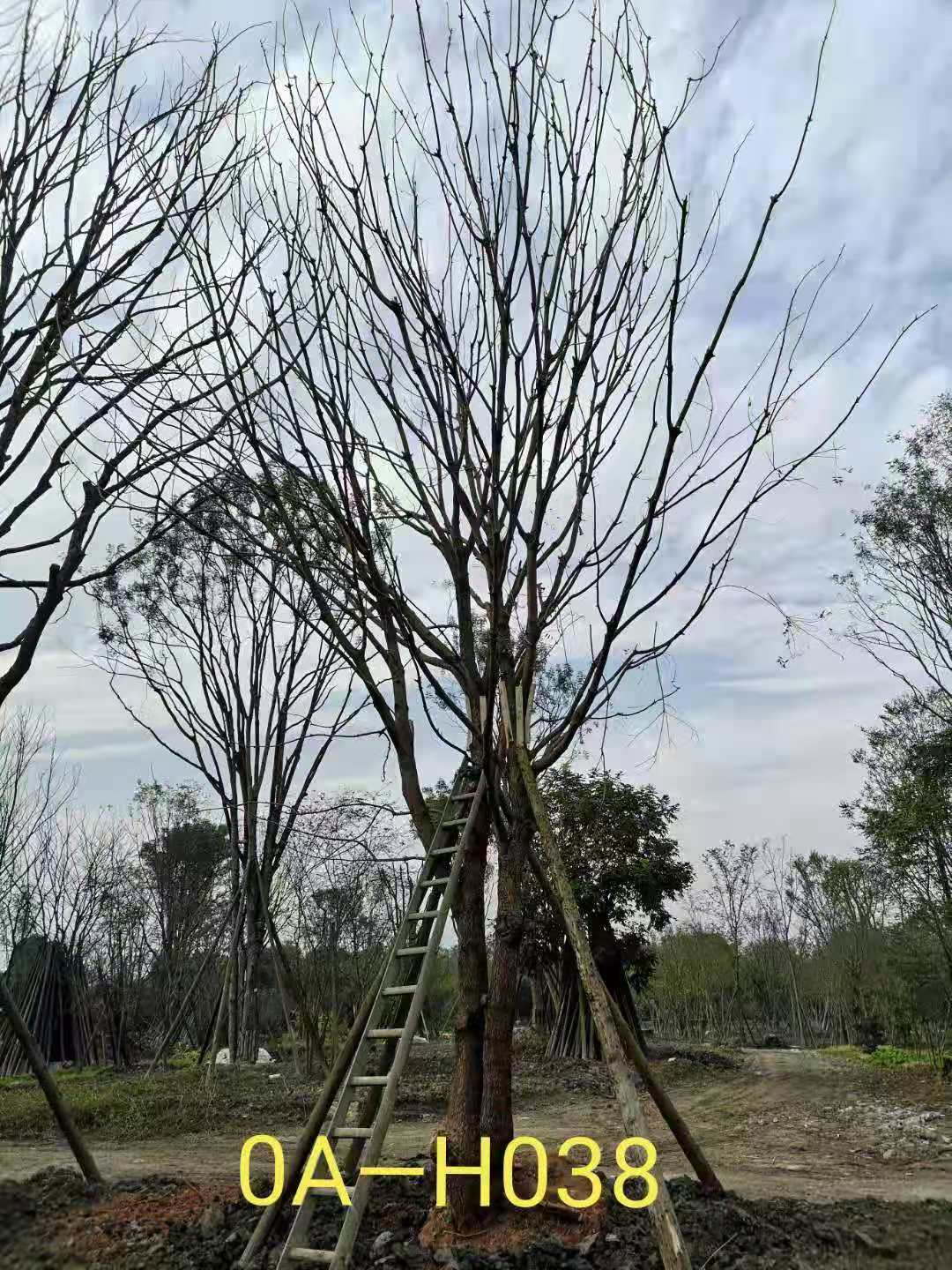 31-38公分精品黄连木最新价格-树形优美-价格实惠