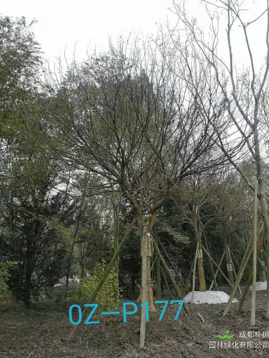 25-29公分皂角树最新价格详情