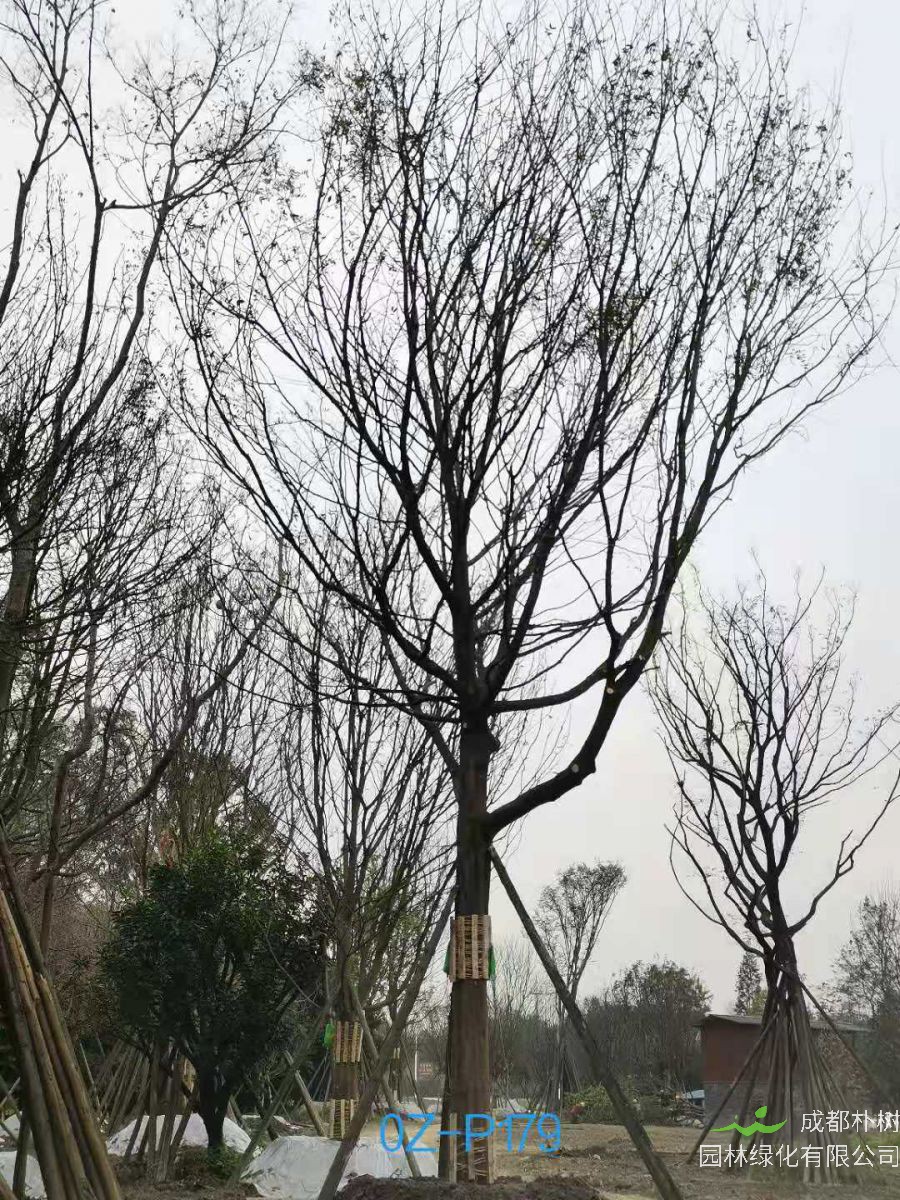 25-29公分皂角树最新价格详情