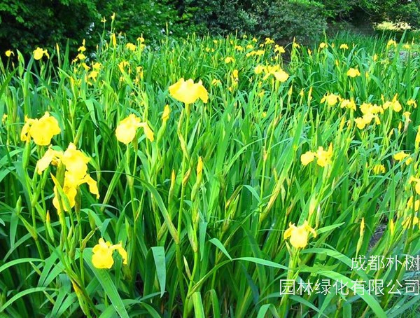 菖蒲的功效与作用有哪些？