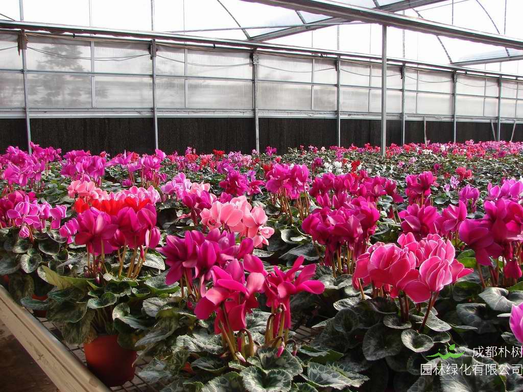 仙客来黄叶是怎么回事？仙客来蔫了怎么补救？