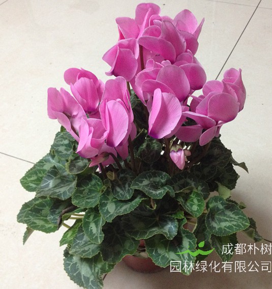 仙客来的种子怎么采取？仙客来种子怎么种？