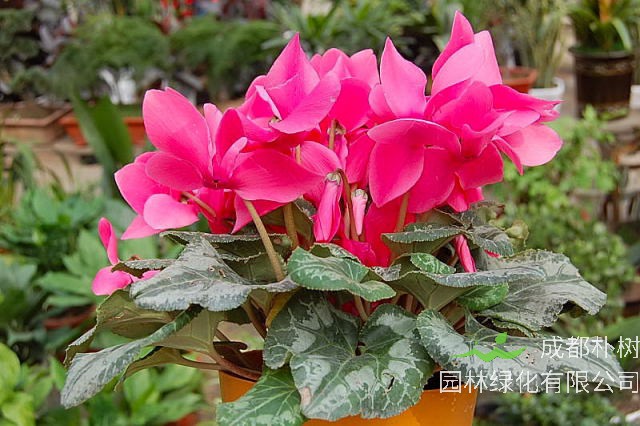 仙客来的种子怎么采取？仙客来种子怎么种？