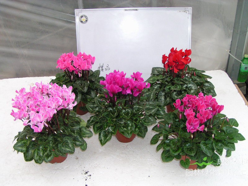 仙客来花期如何护理？仙客来冬季如何管理？