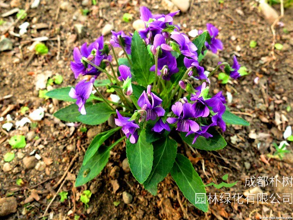 紫花地丁如何种植、定植、管理？