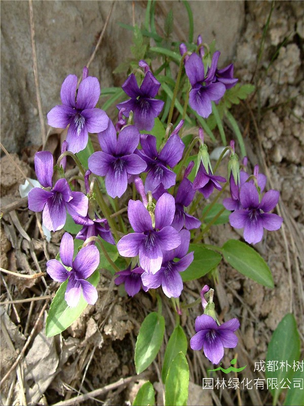 紫花地丁的功效与作用是什么？