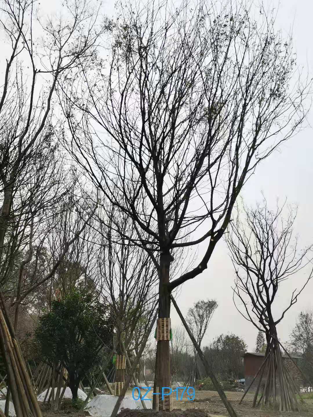 25-29公分皂角树最新价格详情