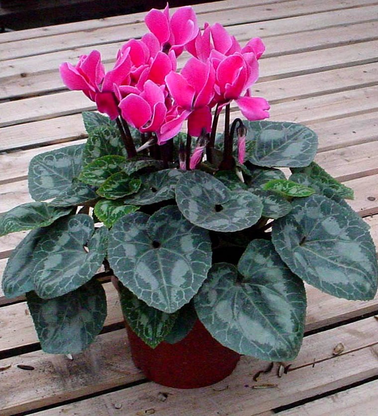 仙客来黄叶是怎么回事？仙客来蔫了怎么补救？