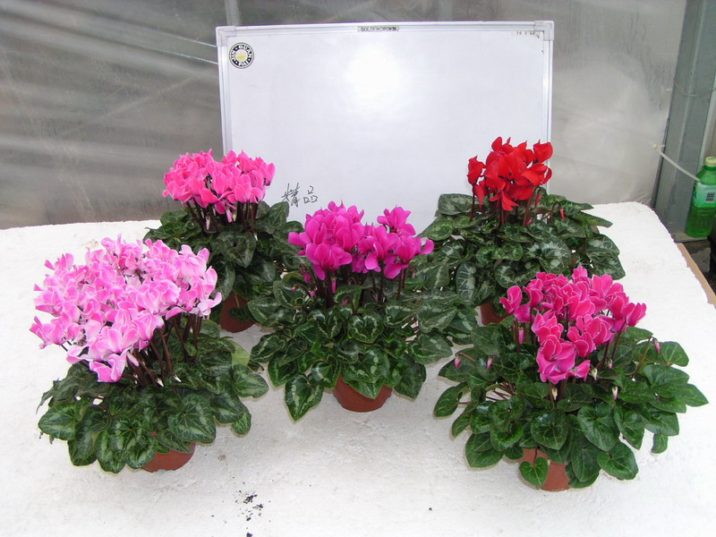 仙客来花期如何护理？仙客来冬季如何管理？