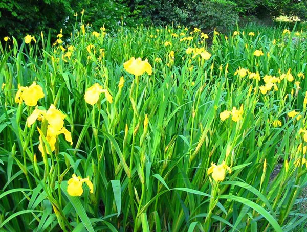 菖蒲的功效与作用有哪些？