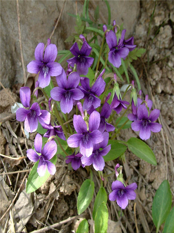 紫花地丁的功效与作用是什么？