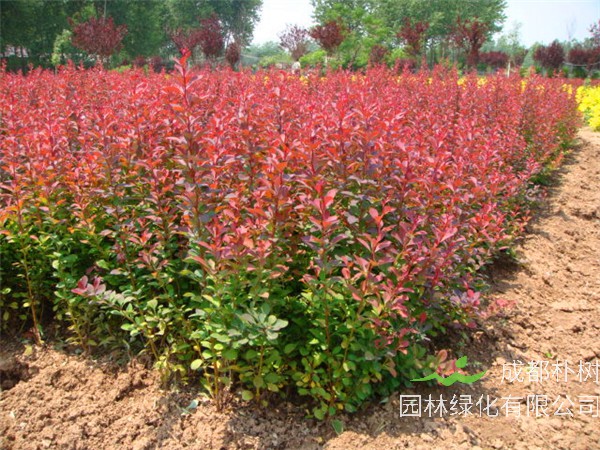 红叶小檗怎么样？红叶小檗怎么读？