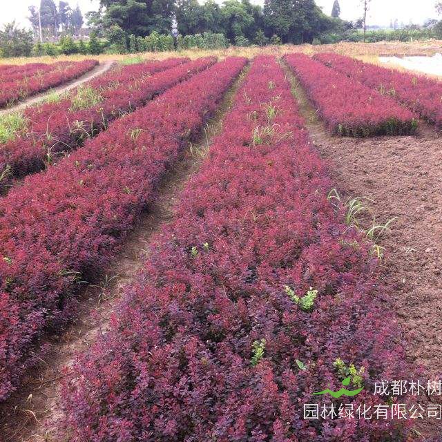 红叶小檗怎么样？红叶小檗怎么读？