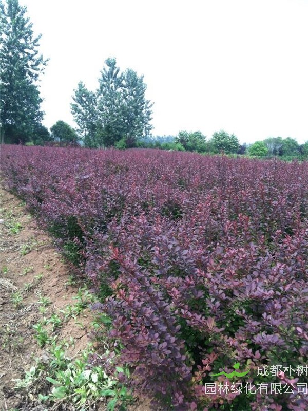 如何繁殖红叶小檗？