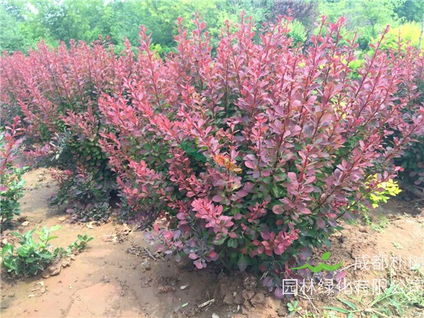 红叶小檗怎么施肥？红叶小檗怎么修剪？