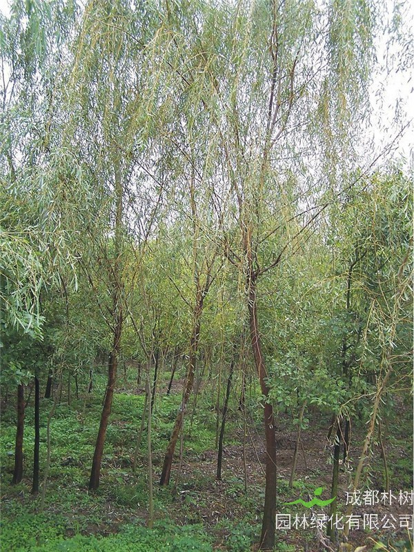 柳树如何修剪？柳树如何繁殖？