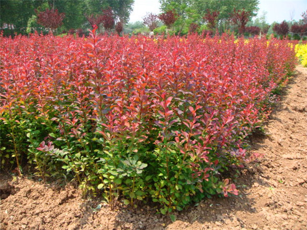 红叶小檗怎么样？红叶小檗怎么读？