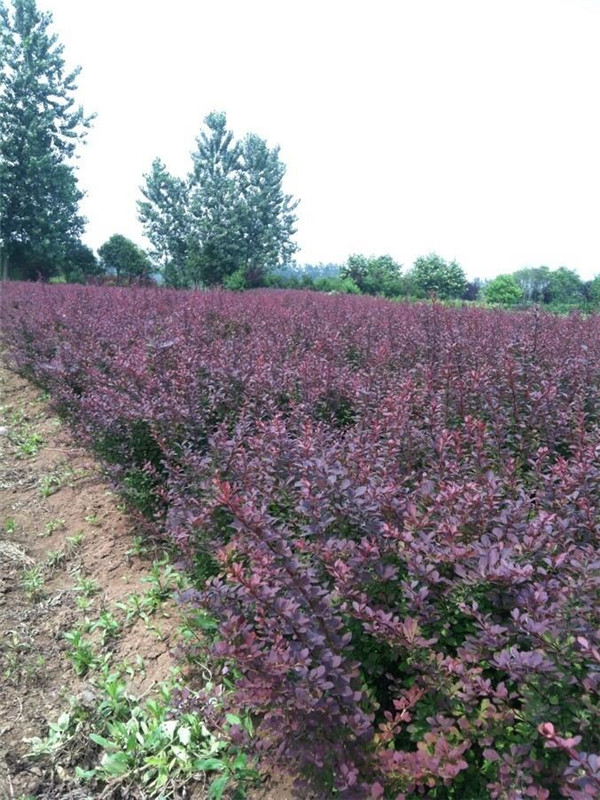 如何繁殖红叶小檗？