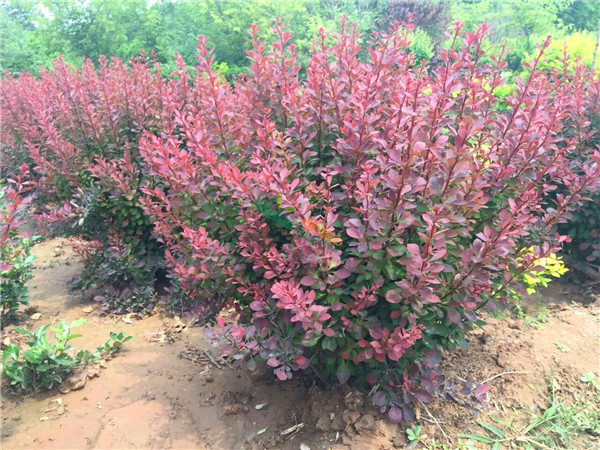 红叶小檗怎么施肥？红叶小檗怎么修剪？