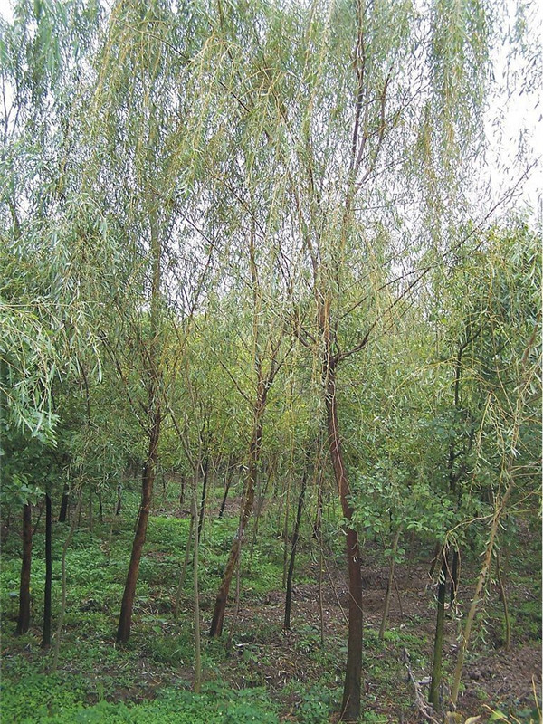 柳树如何修剪？柳树如何繁殖？