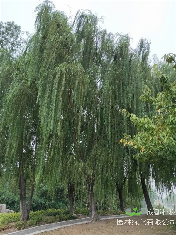 柳树是怎么样的？柳树怎么读？