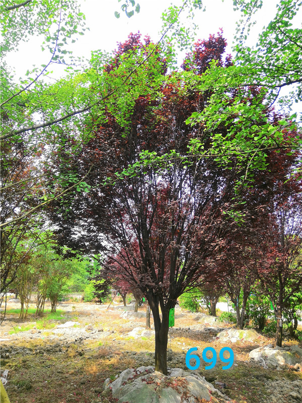 红叶李和樱花怎么区别？