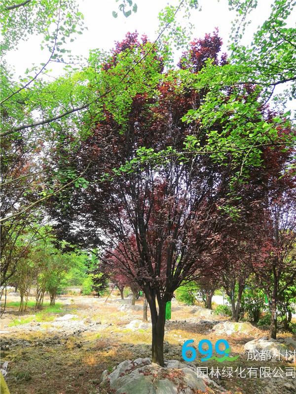 红叶李和樱花怎么区别？