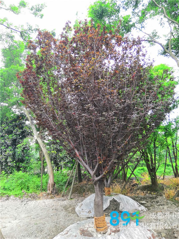 红叶李和樱花怎么区别？