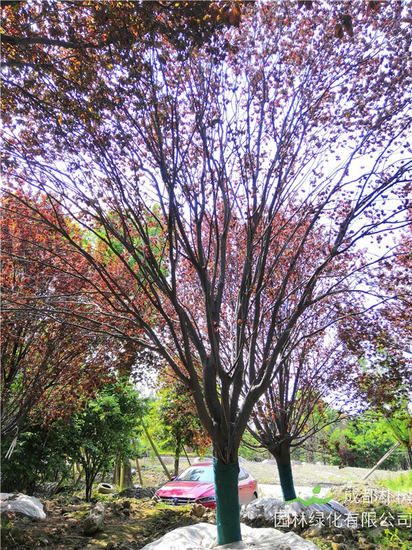 红叶李和樱花怎么区别？