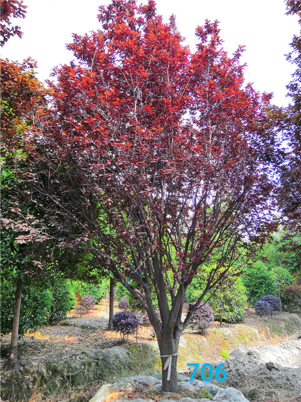 红叶李有什么用途？红叶李果实能吃吗？