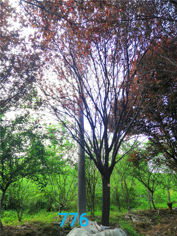 红叶李的花是什么花序？红叶李品质怎么样？