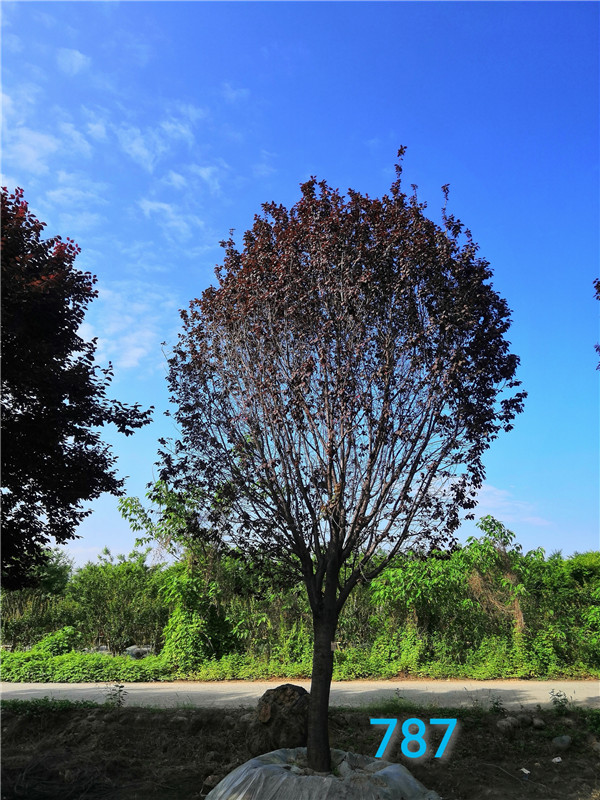 红叶李能嫁接什么？红叶李什么季节移栽合适？