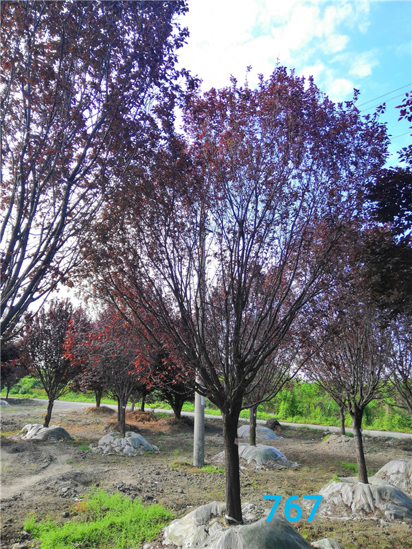 红叶李为什么不能多吃？红叶李如何防治病虫害，方法是什么？