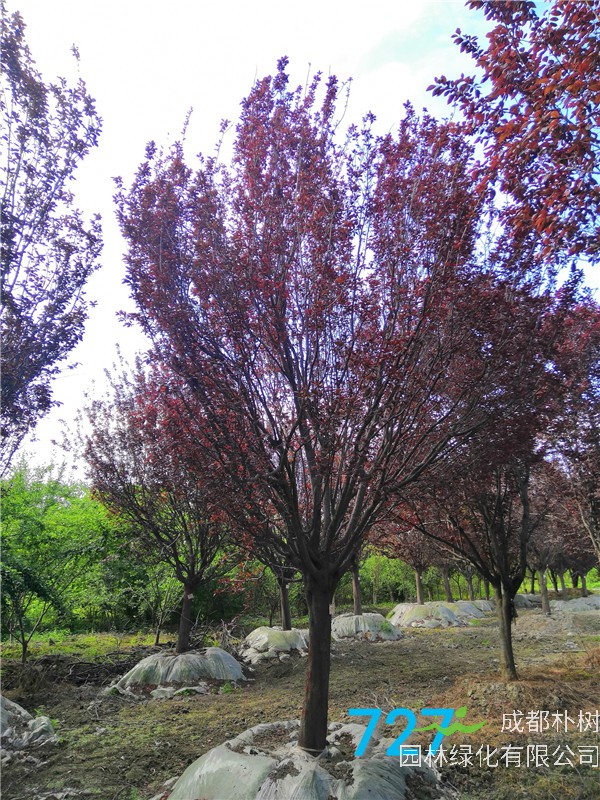 红叶李有什么用途？红叶李果实能吃吗？