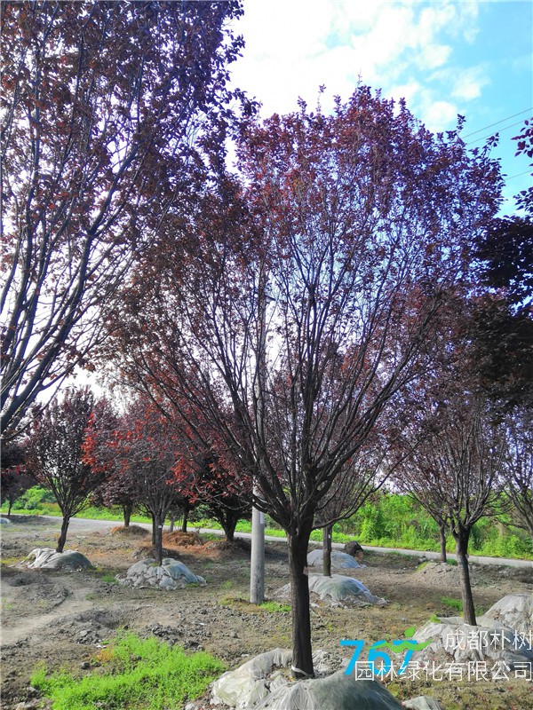 红叶李为什么不能多吃？红叶李如何防治病虫害，方法是什么？