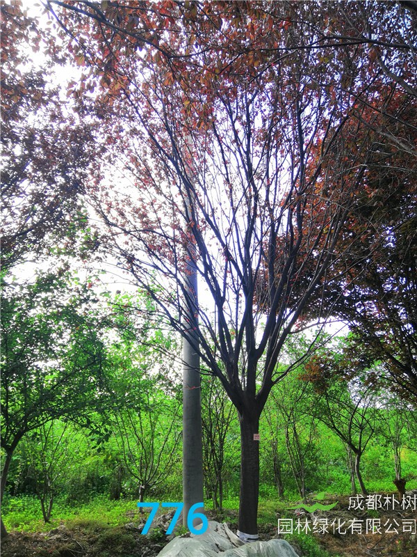 红叶李的花是什么花序？红叶李品质怎么样？