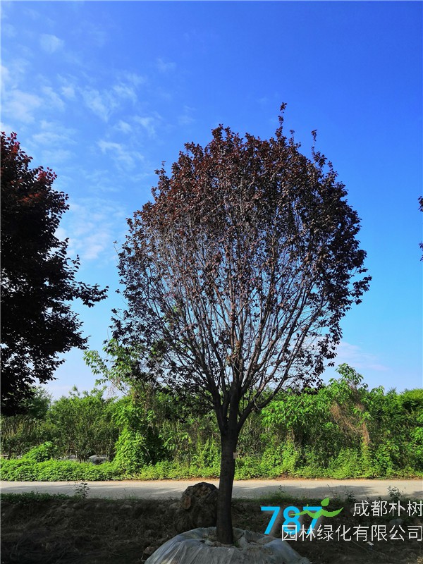 红叶李能嫁接什么？红叶李什么季节移栽合适？