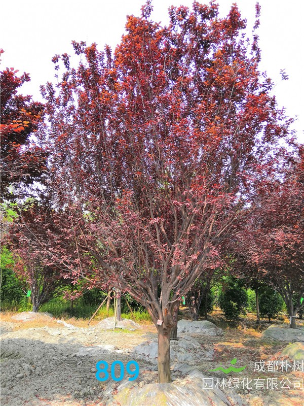 红叶李能嫁接什么？红叶李什么季节移栽合适？