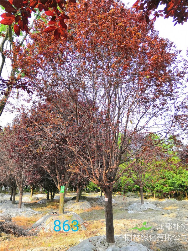 红叶李为什么不能多吃？红叶李如何防治病虫害，方法是什么？